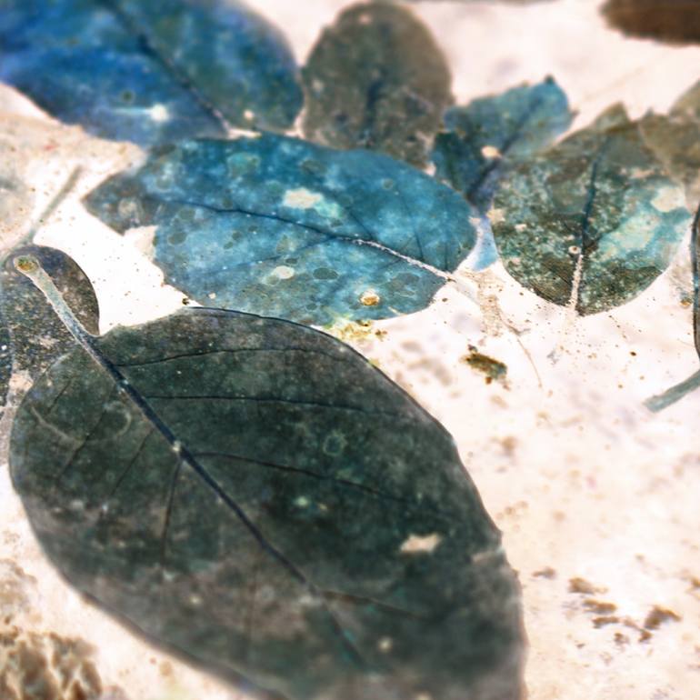 Original Abstract Nature Photography by Elena Barón