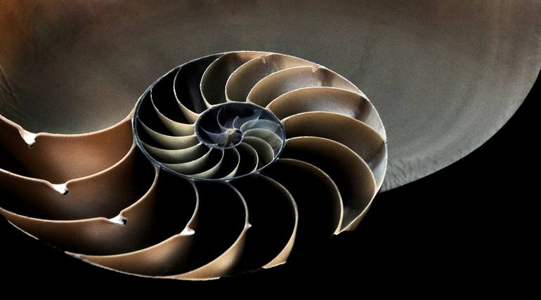 Revealings - Nautilus Shell Photography by Bob Witkowski | Saatchi Art