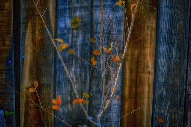 Original Minimalism Tree Photography by Bob Witkowski