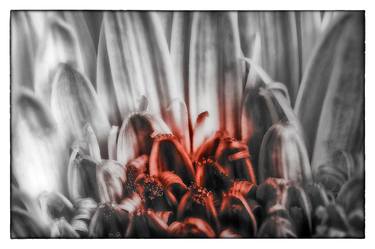 Print of Conceptual Floral Photography by Bob Witkowski