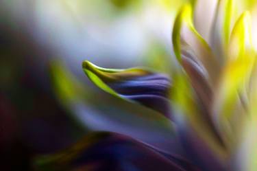 Original Abstract Floral Photography by Bob Witkowski