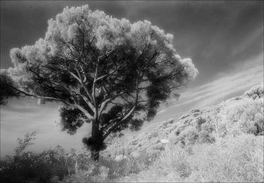 A Tree Grows in France thumb