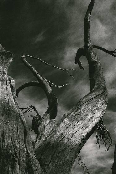 Original Fine Art Tree Photography by Bob Witkowski