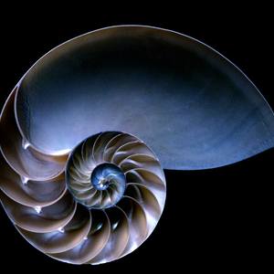 Collection Inner Life of a Nautilus Shell
