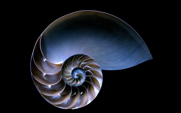Nautilus Shell 1 Limited Edition 1 Of 25 Photography By Bob Witkowski Saatchi Art