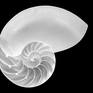 Collection Inner Life of a Nautilus Shell