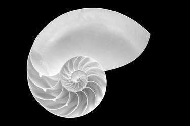 Nautilus Shell #4 - thumb