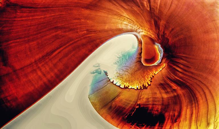 Nautilus Shell 9 Limited Edition 1 Of 25 Photography By Bob Witkowski Saatchi Art