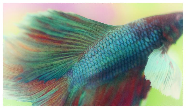 Japanese Fighting Fish #1 - Limited Edition 1 of 15 Photography by Bob  Witkowski