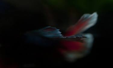 Original Abstract Fish Photography by Bob Witkowski