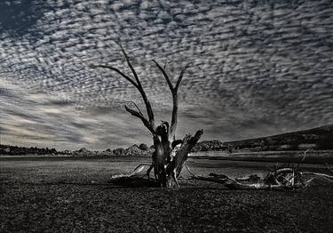 Original Tree Photography by Bob Witkowski