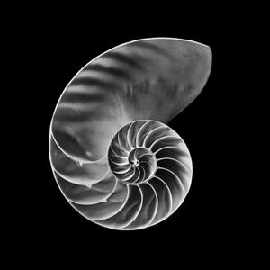 Collection Black and White Artworks