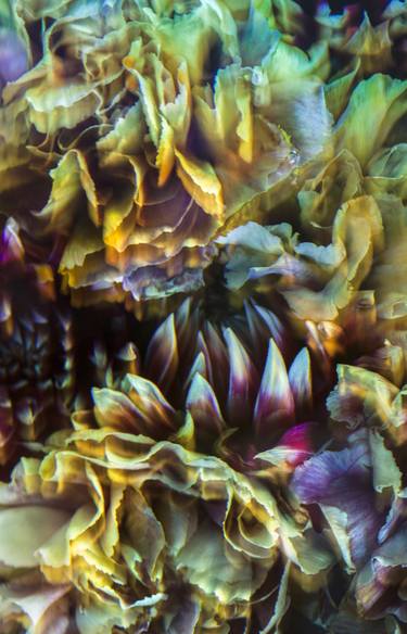 Original Abstract Floral Photography by Javiera Estrada