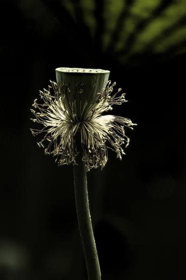 Original Botanic Photography by Janos Sison
