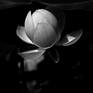 Collection Monochromatic Lotus