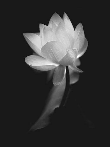 Print of Floral Photography by Janos Sison