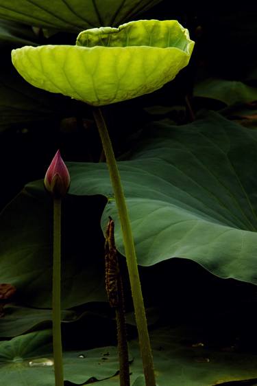Original Realism Floral Photography by Janos Sison