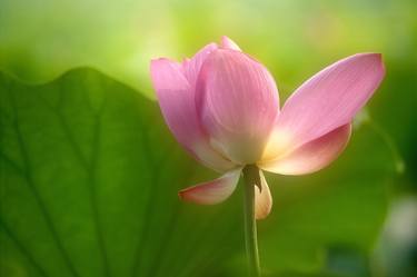 Print of Art Deco Floral Photography by Janos Sison