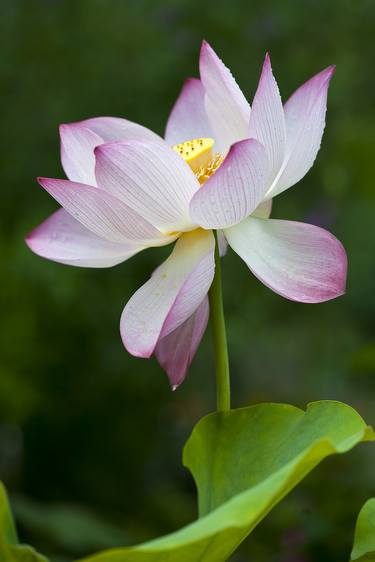 Lotus after Morning Rain, Limited Edition 1/20 thumb