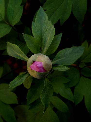 Print of Floral Photography by Janos Sison