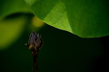 A Withered Lotus Bud - Limited Edition 1 of 20 thumb