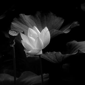 Collection Monochromatic Lotus