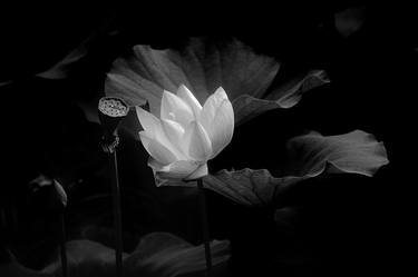 Print of Floral Photography by Janos Sison