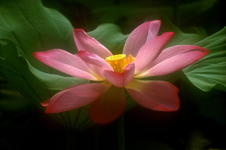 lotus viewer android