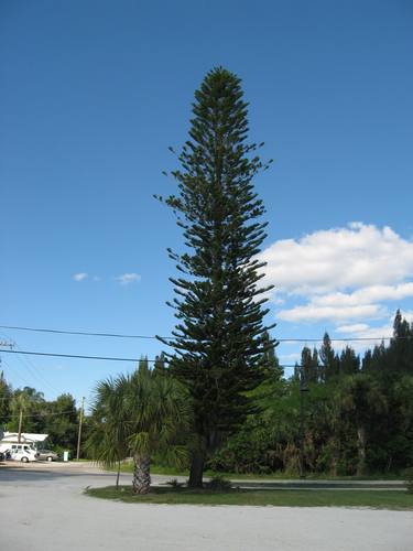 Print of Documentary Tree Photography by Freddie Holiday