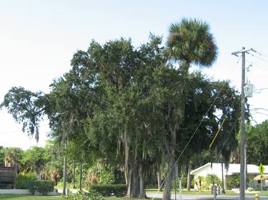 Print of Documentary Tree Photography by Freddie Holiday