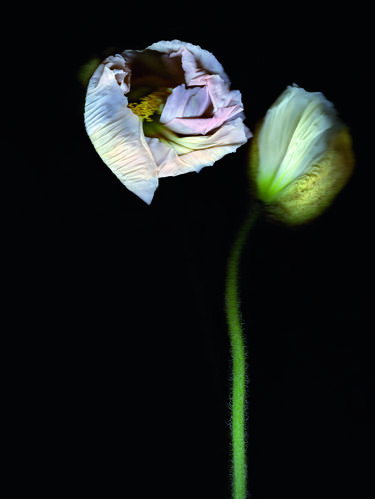 White Poppy - Limited Edition of 10 thumb
