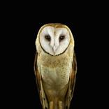 Brad Wilson: Affinity by Doinel Gallery