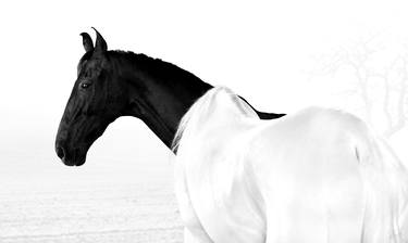 Horses B&W Series - Little Black On White thumb