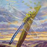IN PIECES - DRAGONFLY by Daniel Loveday
