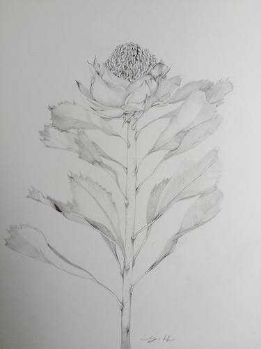 Original Fine Art Botanic Drawing by Imogen Rolfe
