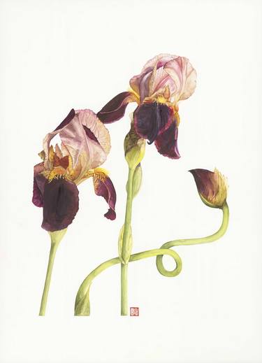Print of Floral Paintings by Louise Walker