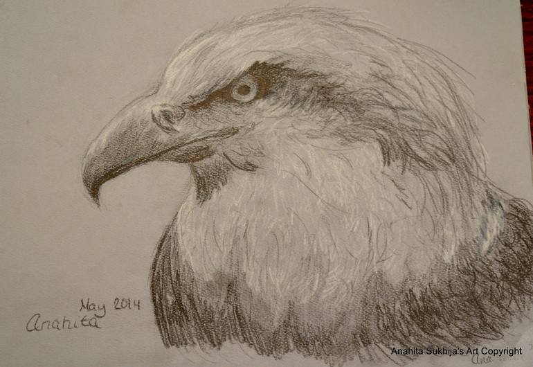 Soaring American Bald Eagle Drawing by Anahita Sukhija | Saatchi Art