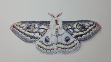 Speckled Emperor Moth thumb
