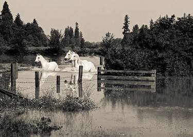 Original Horse Photography by Micky Jones