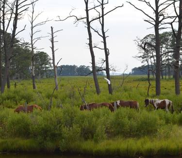 Wild ponies thumb