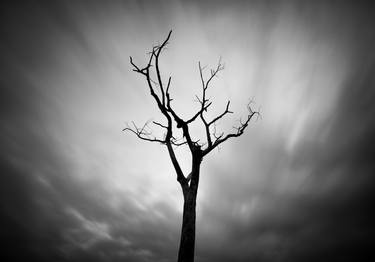 Print of Tree Photography by Kris G Hariharan