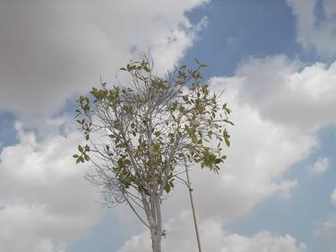 Original Tree Photography by jehan Ezzat