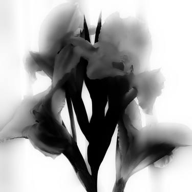 Print of Figurative Floral Photography by Petter Gerhard Lund