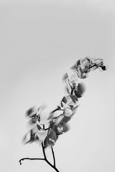 Print of Abstract Floral Photography by Lucho Dávila