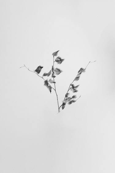Original Abstract Floral Photography by Lucho Dávila
