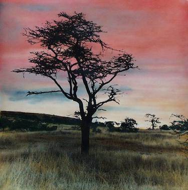 Lone Tree, Lewa Downs thumb