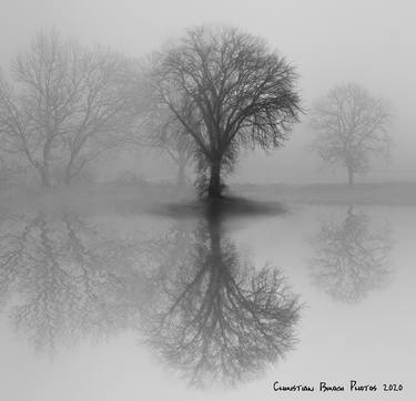 Print of Conceptual Tree Photography by Christian Brogi