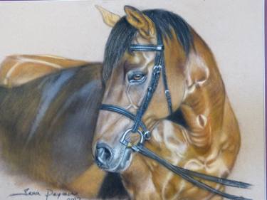 Print of Photorealism Animal Drawings by Semiha Peyman