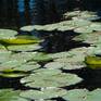 Collection Water Lilies Series of Three