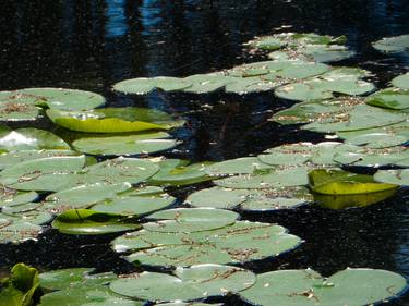 Print of Botanic Photography by Nicole Alexandra Cacchiotti